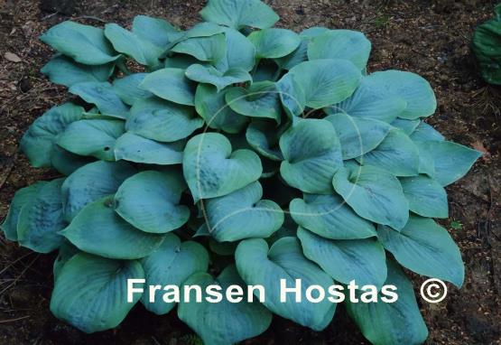 Hosta Planet X